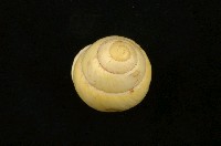 藏品(扁蝸牛)的圖片